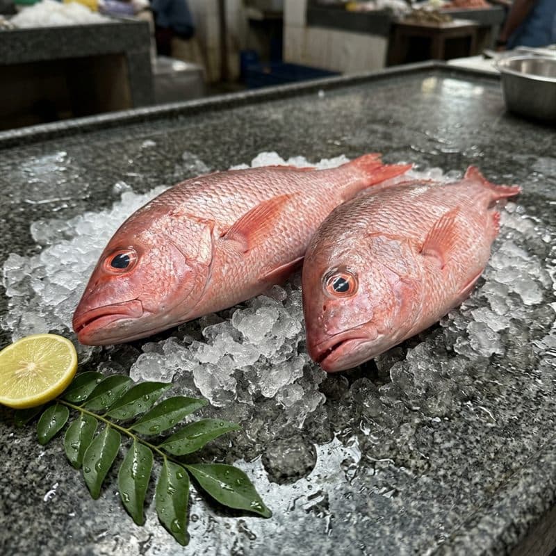 Red Snapper