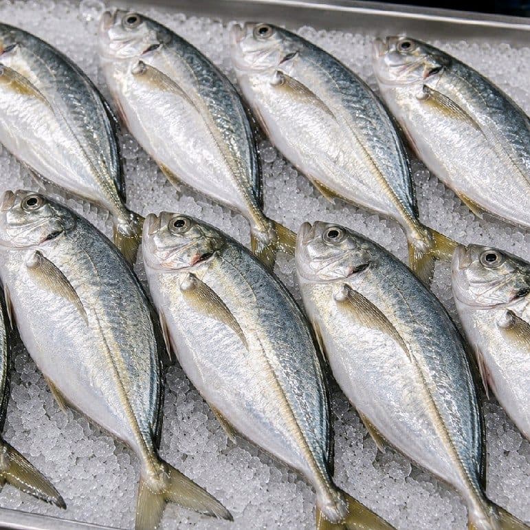 Mackerel