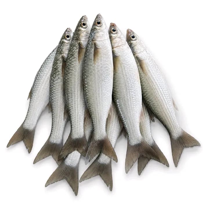 Mullet Fish