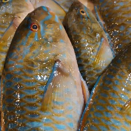 Parrot fish