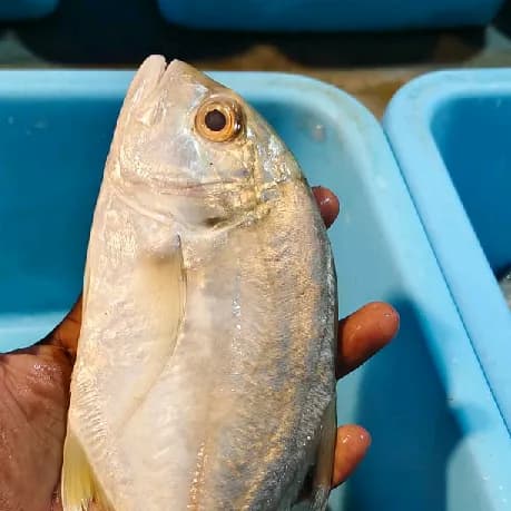 paarai fish