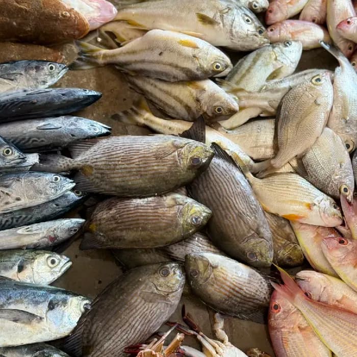 Oora fish