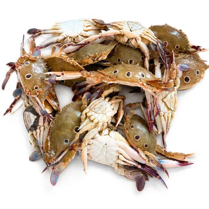 Dotcrab