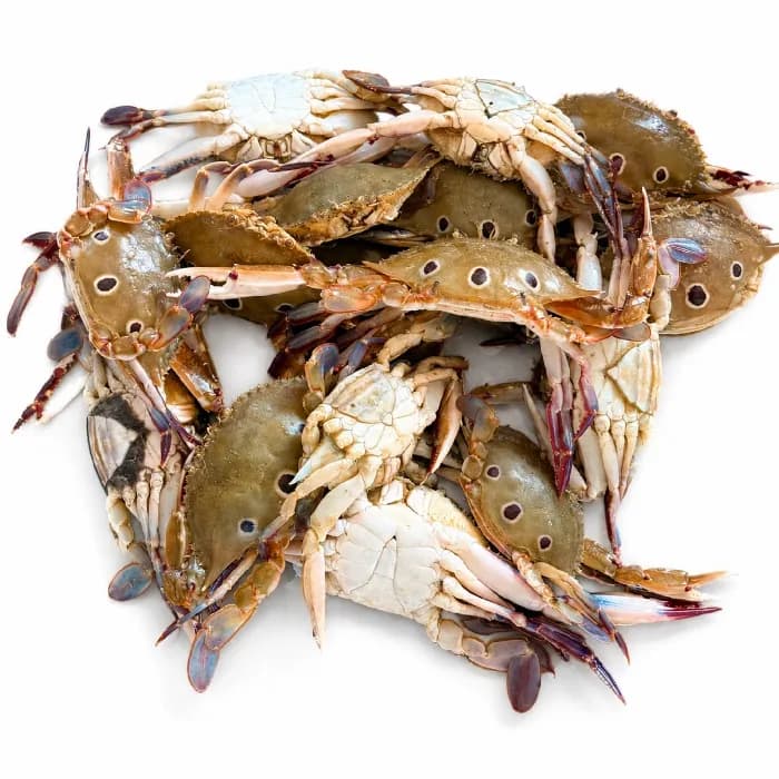 Dotcrab
