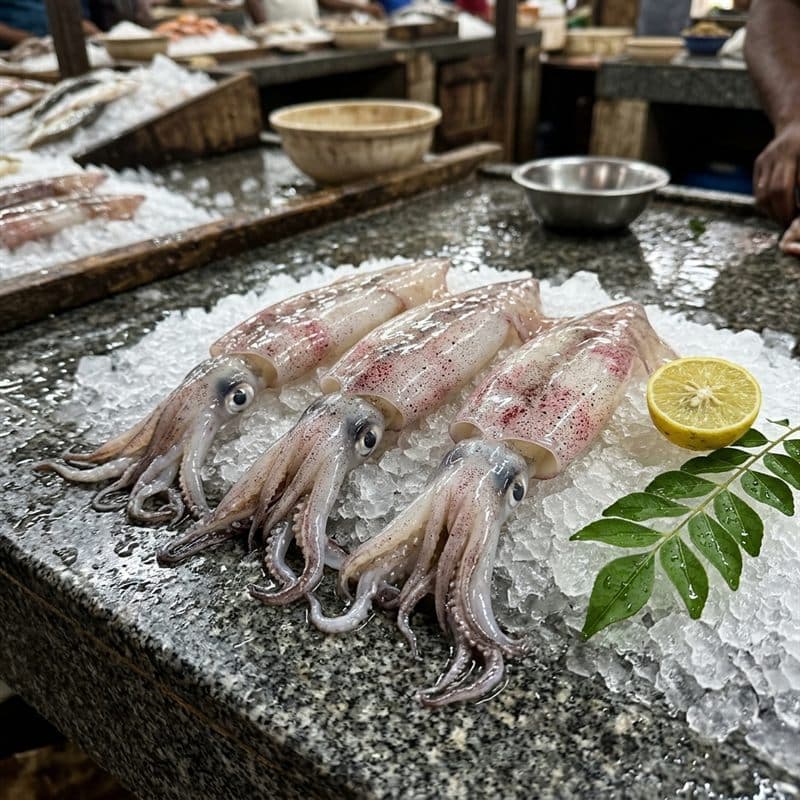 Squid medium