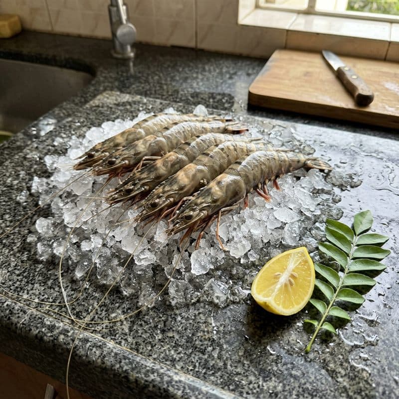 small prawn